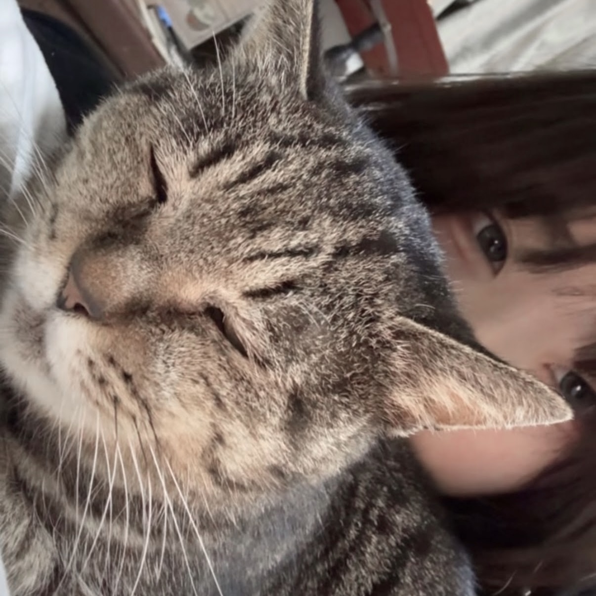 ちさ
