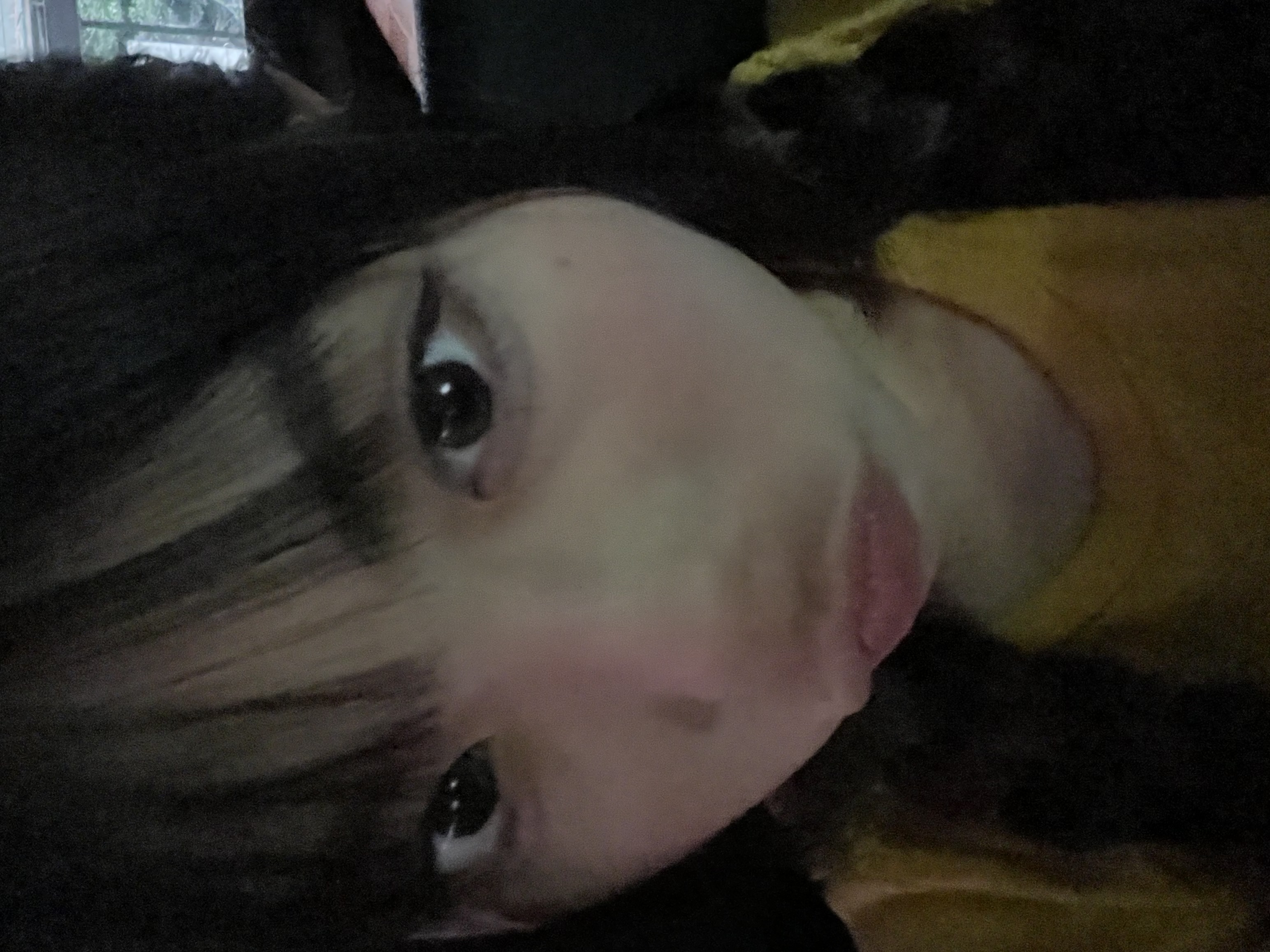 ふふ