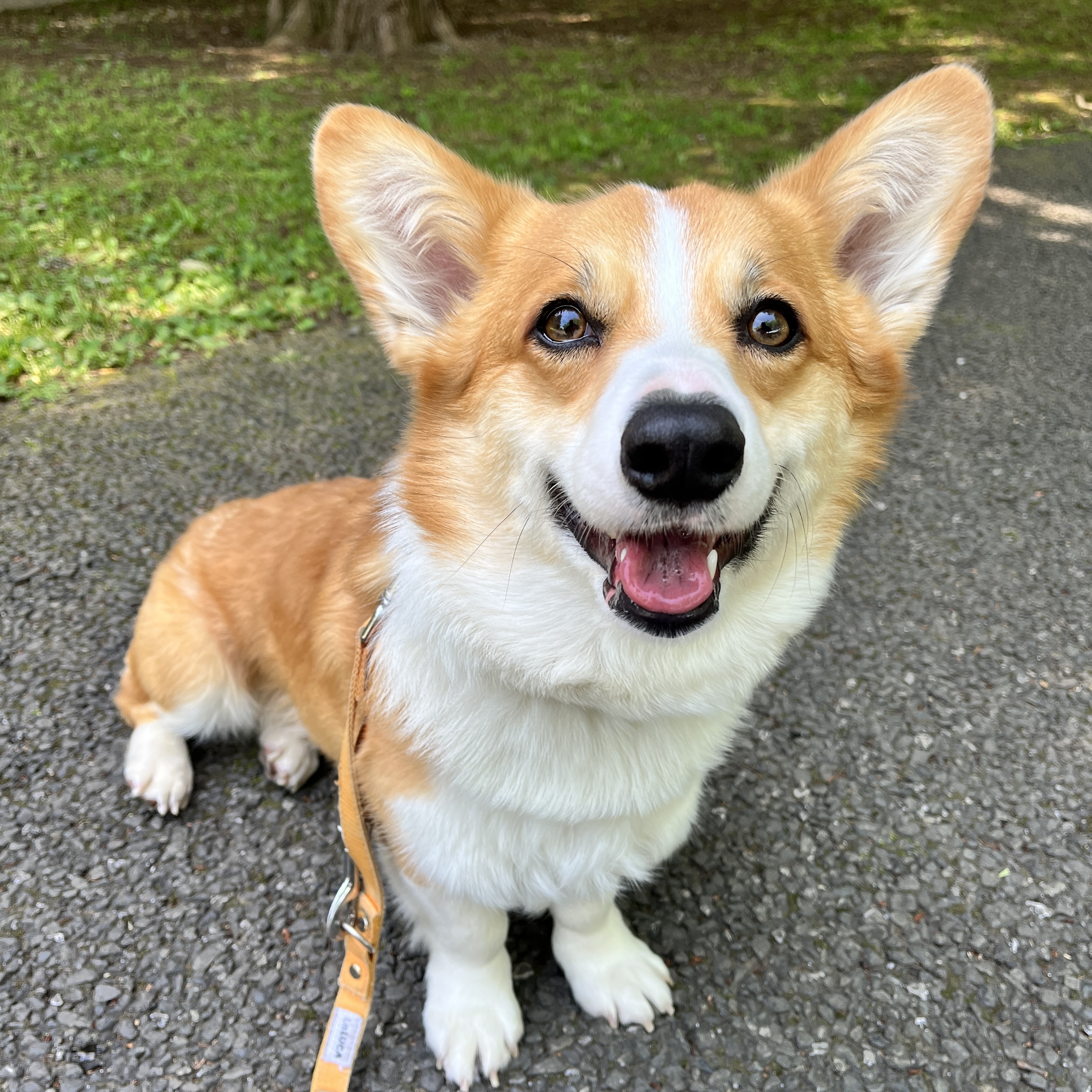 🐶🍞蓮🪷Ren🧡