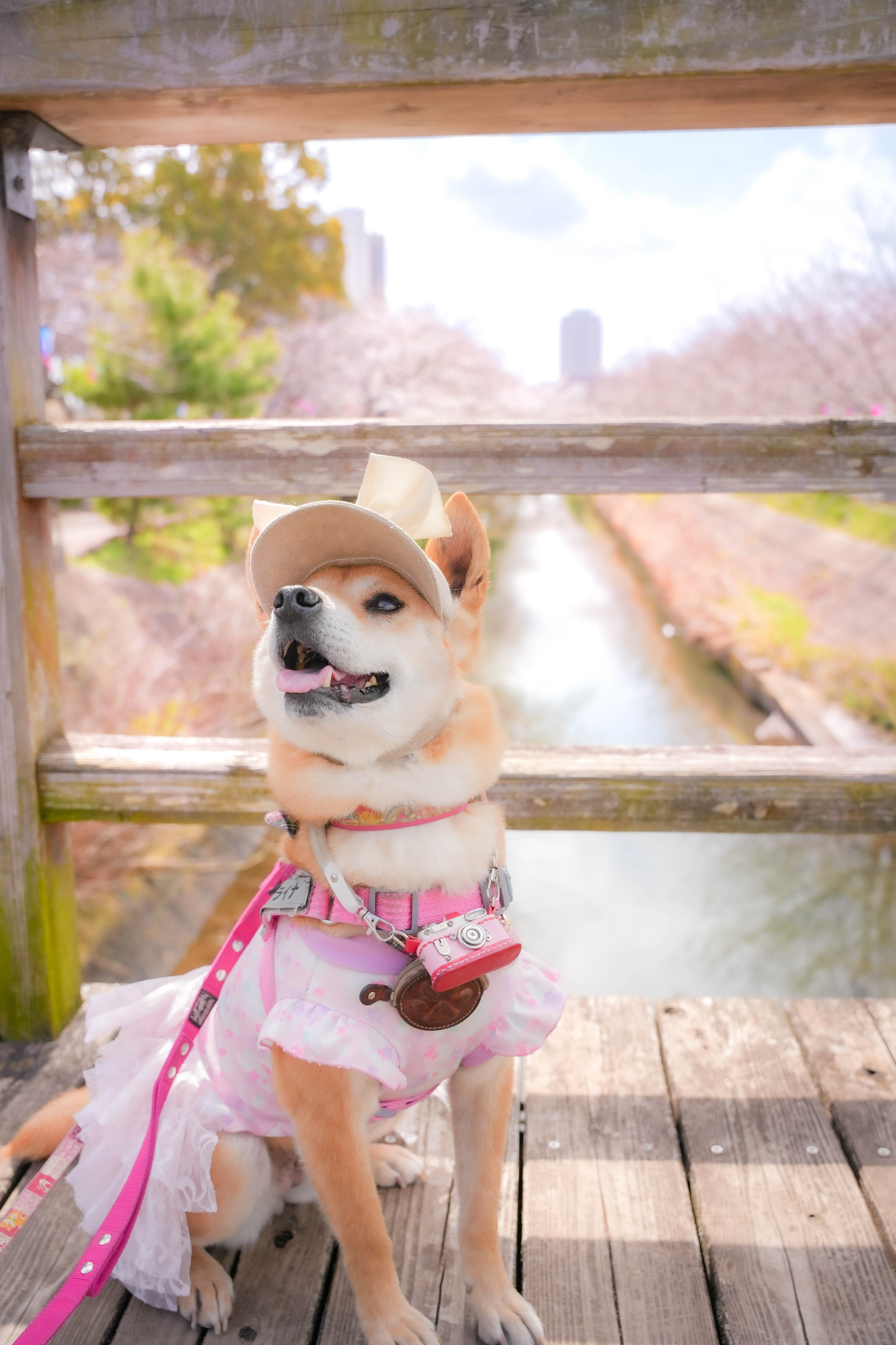 ライナママ
