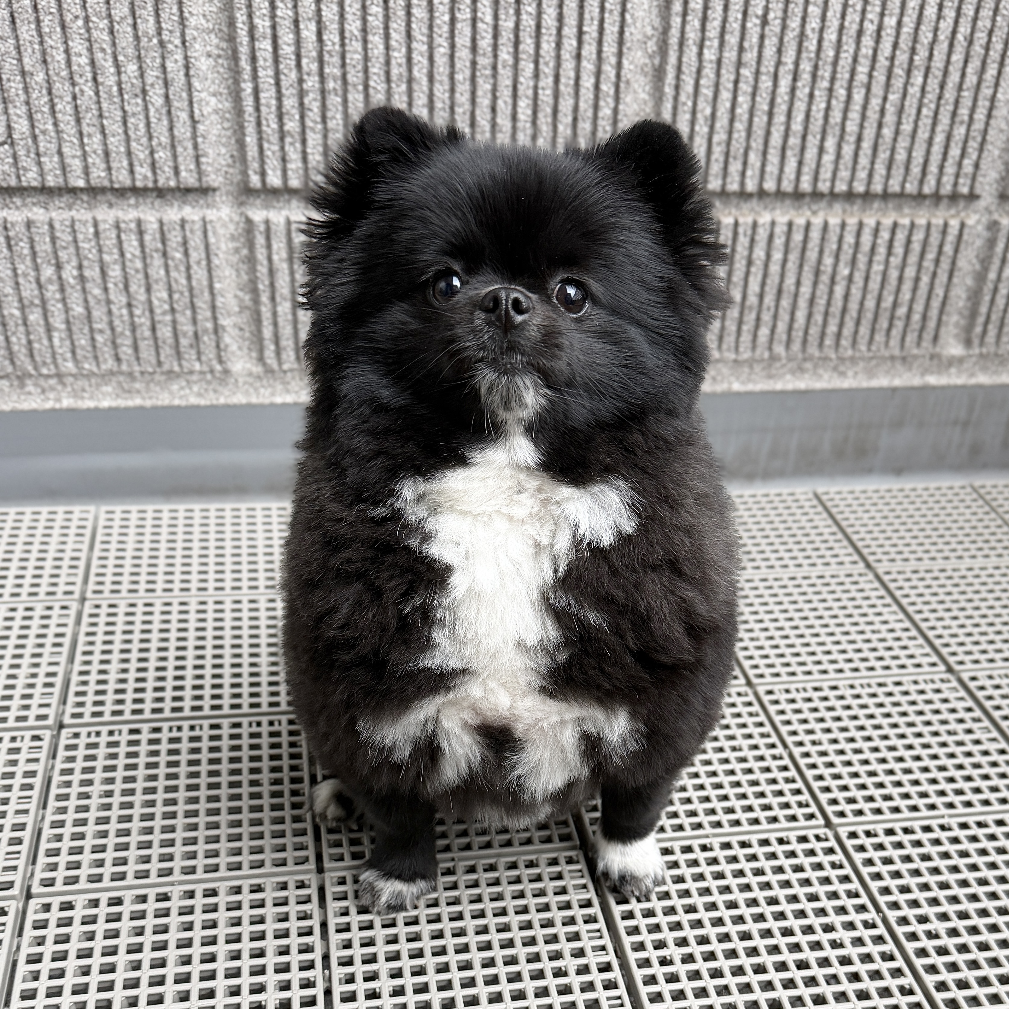信楽焼たぬきのくつした