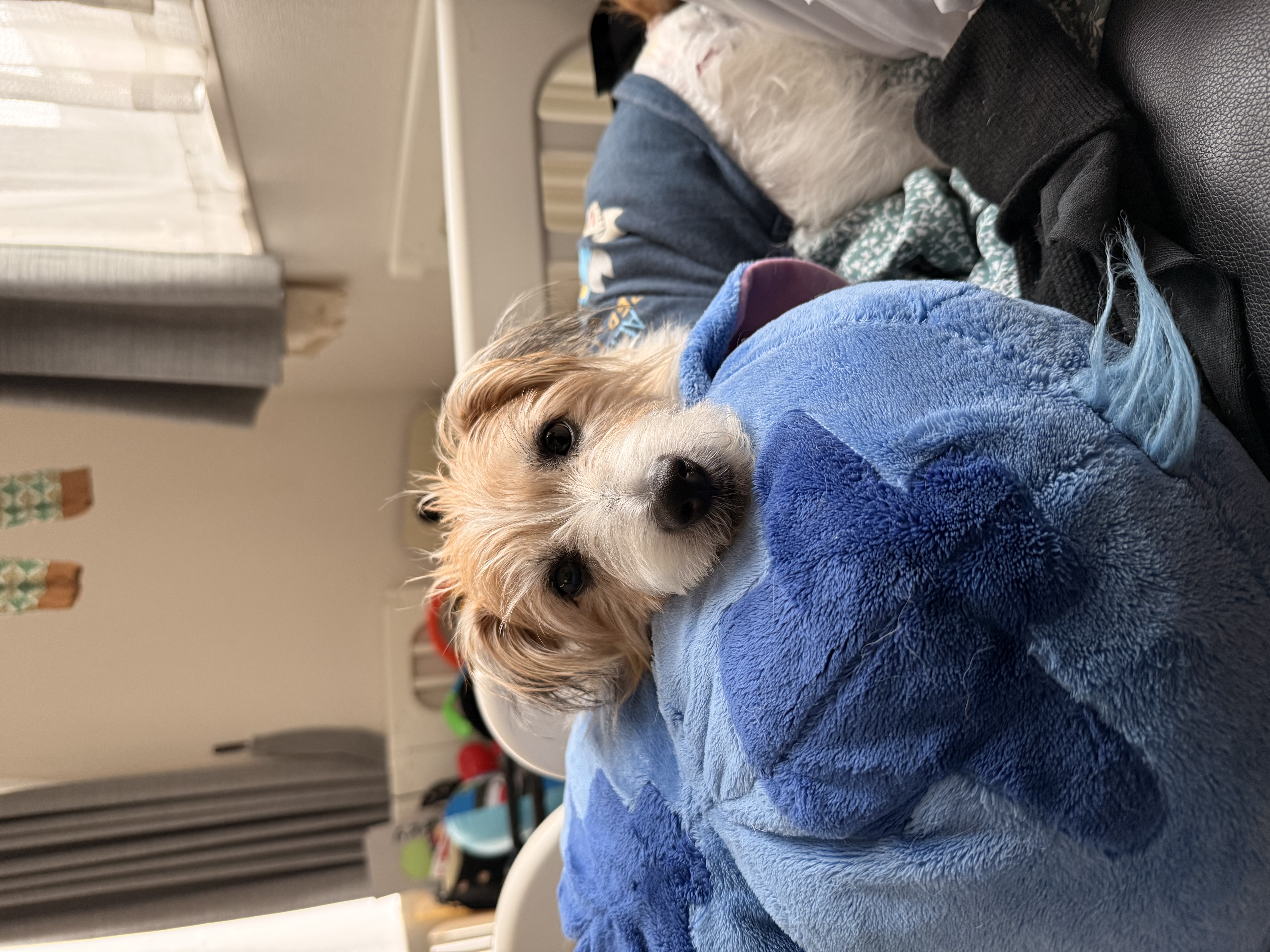 愛犬ガオガオ