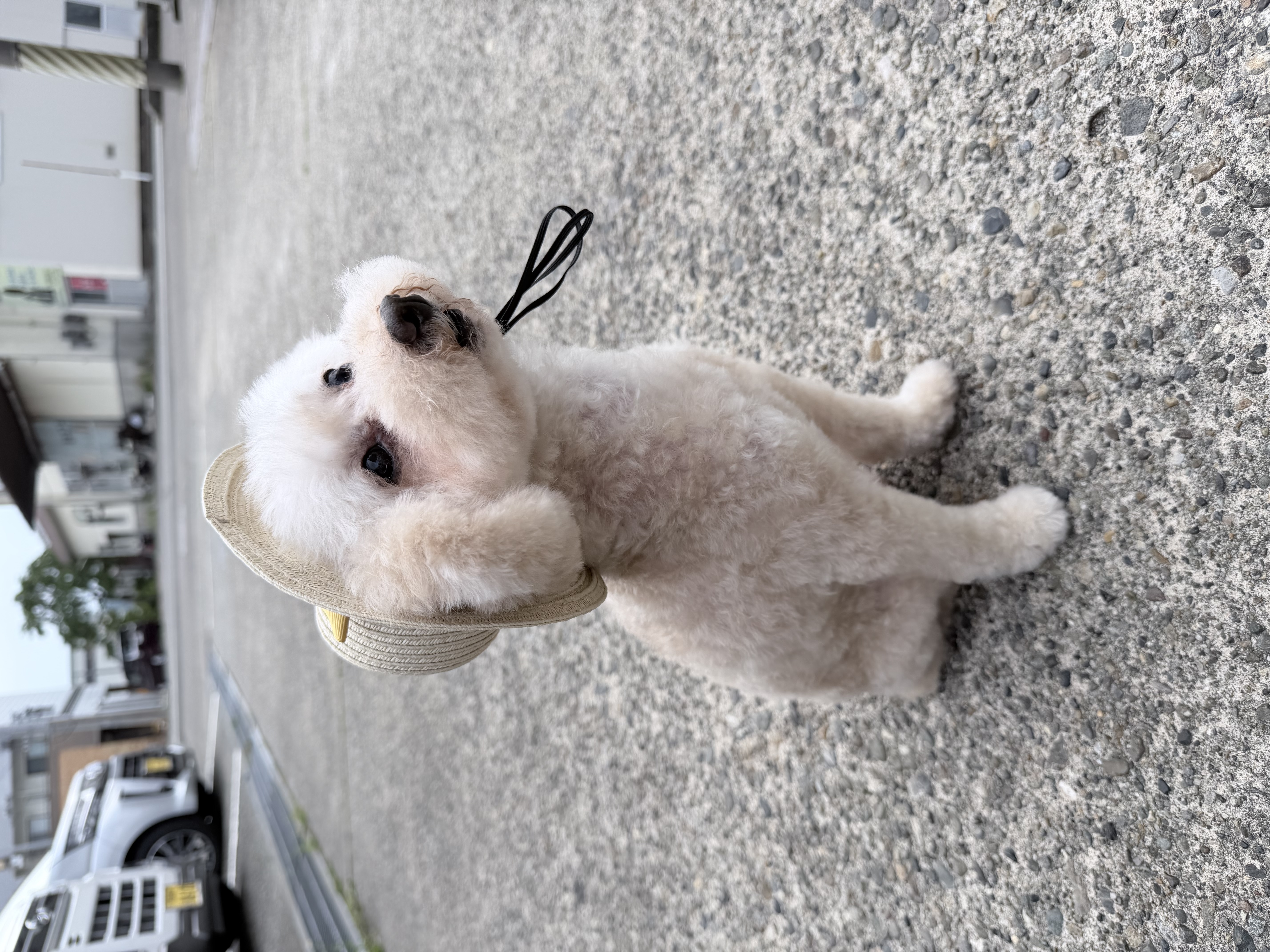 めっくんの今日のわんこ