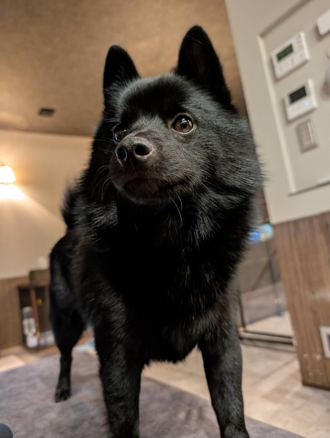 スキップ