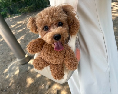 マルプーのぽぽちゃん