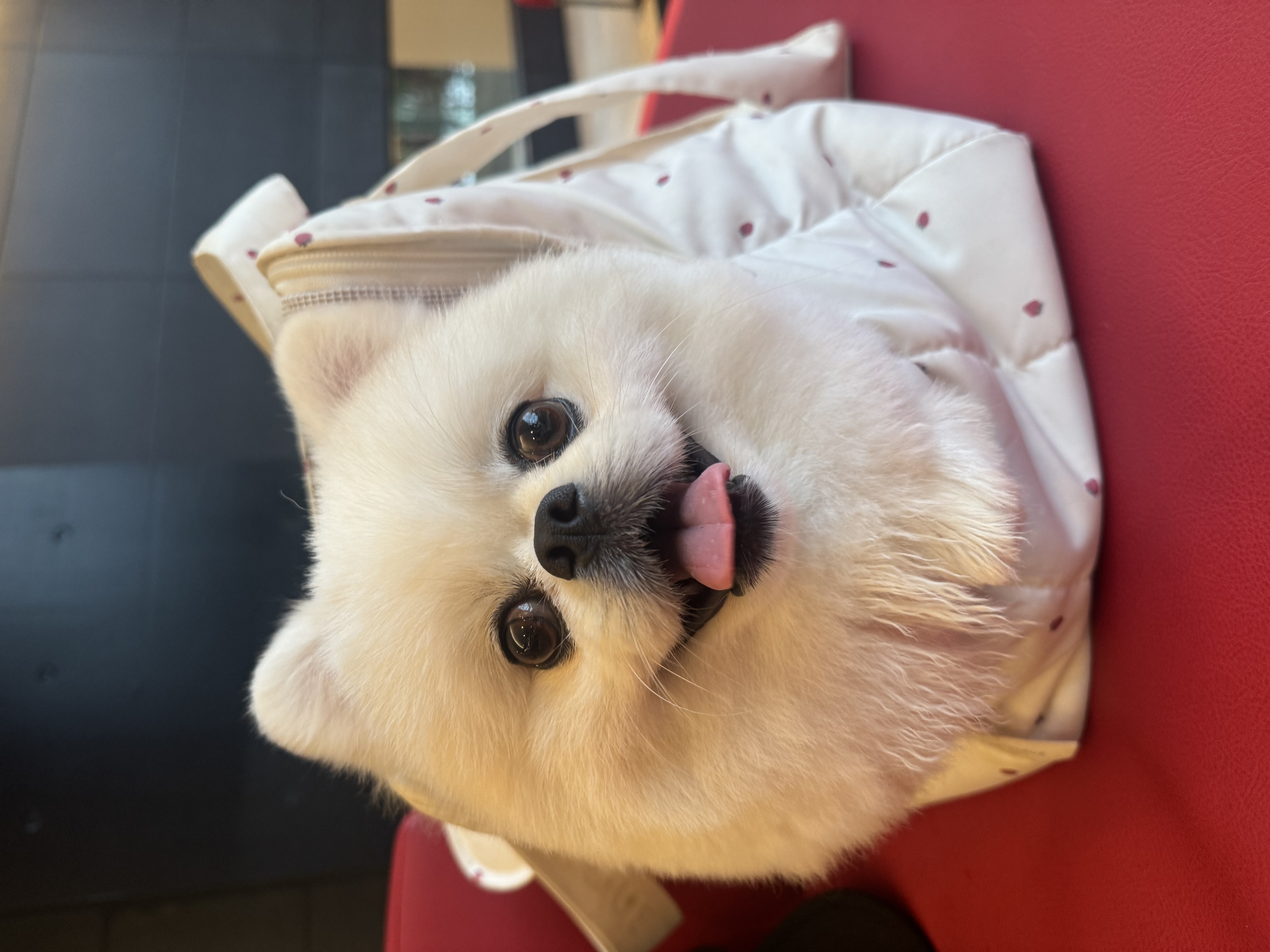 もっふぅー