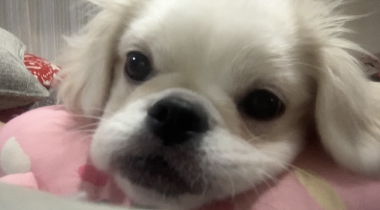 おでん