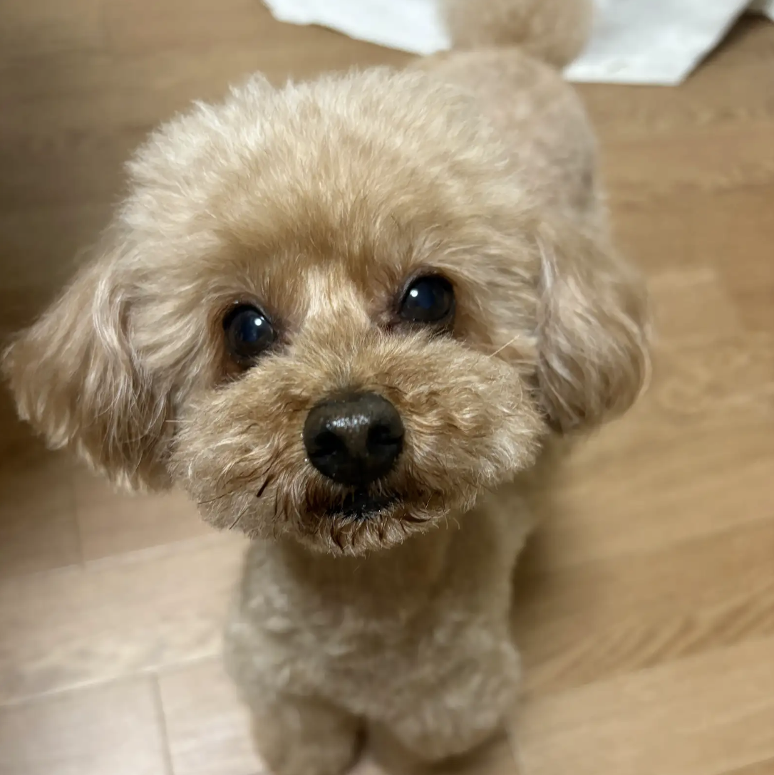 イブ＆バニラの愛好家