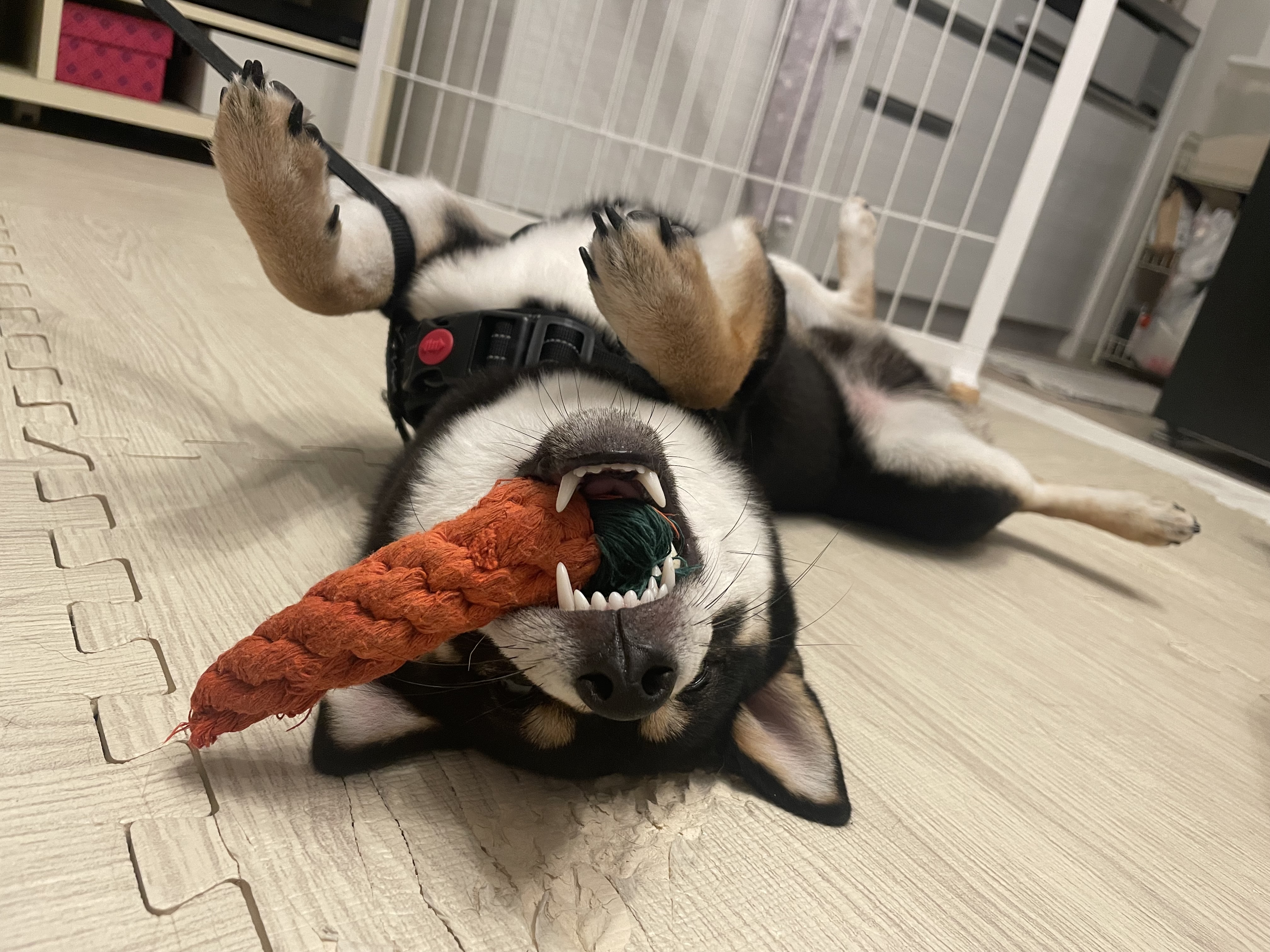 あずwith黒柴ごま
