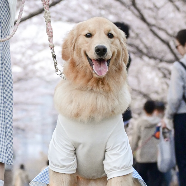 おてんばウィン