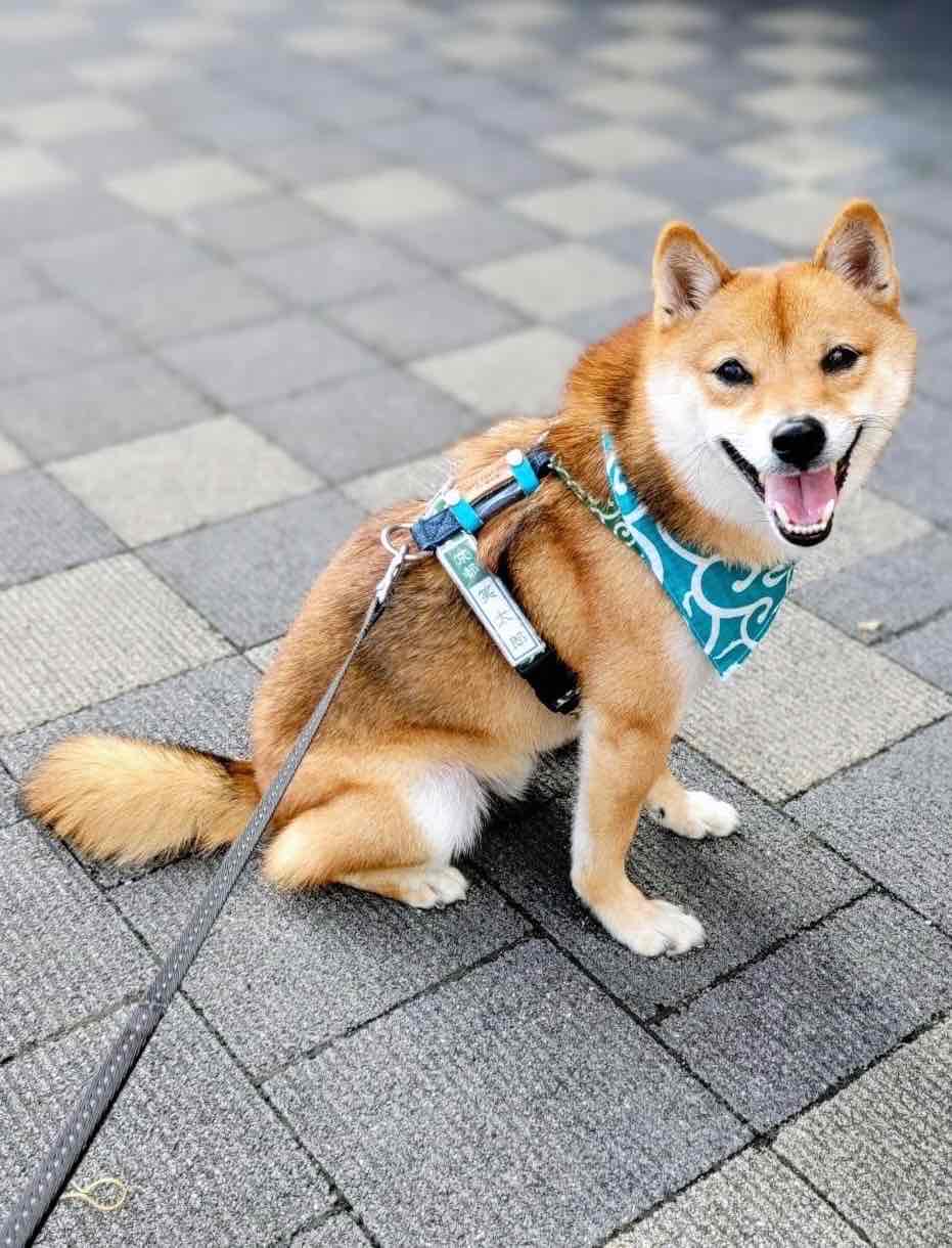 笑ちゃんママ