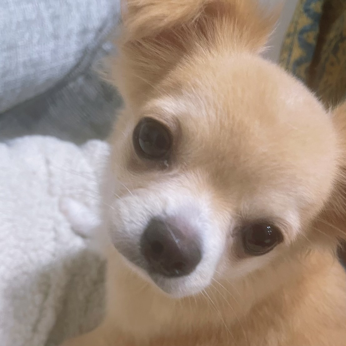 ティノ