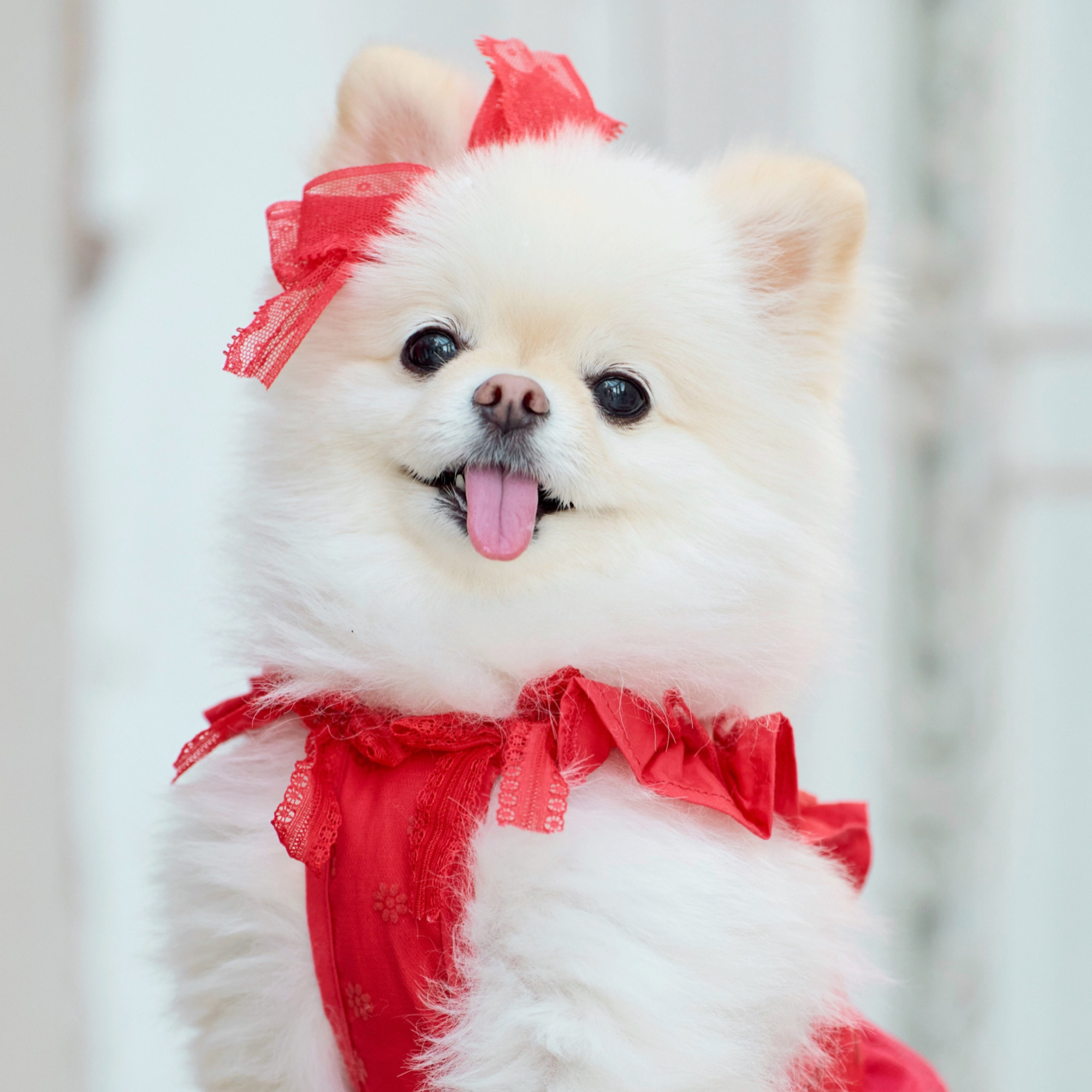 メイル♡白ポメ