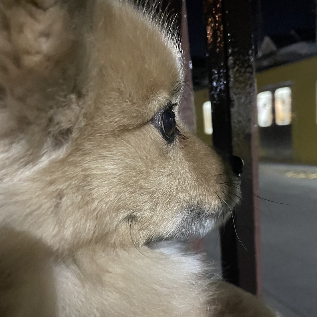 捨て犬から家族へ