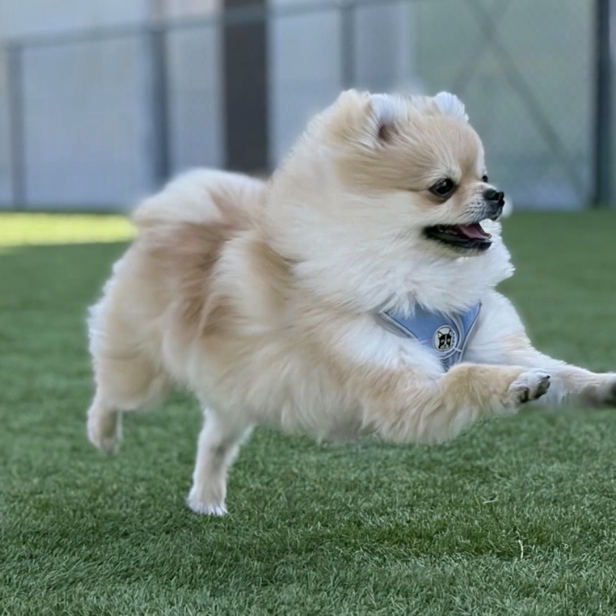 愛犬に癒される毎日