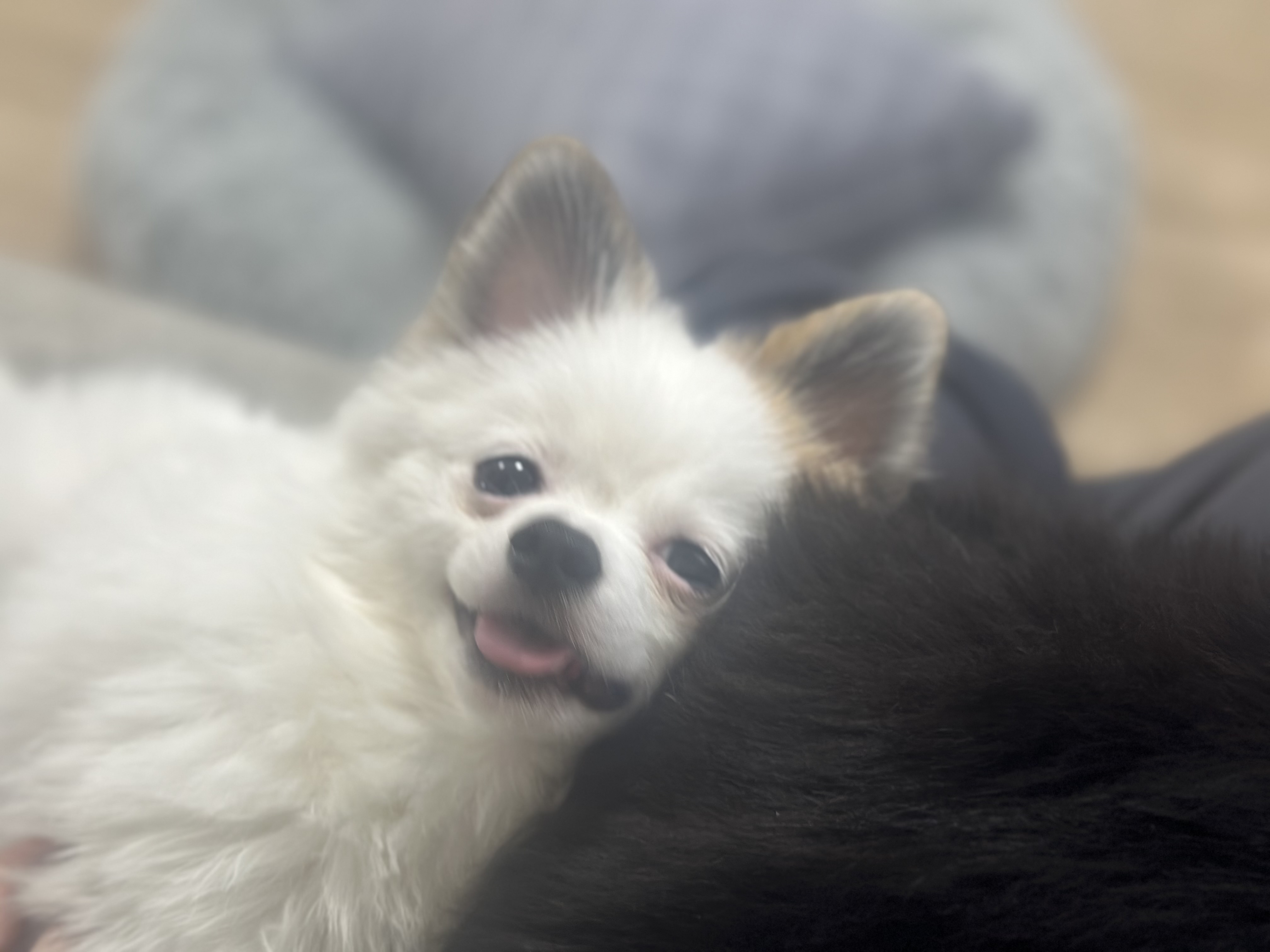 べるりん