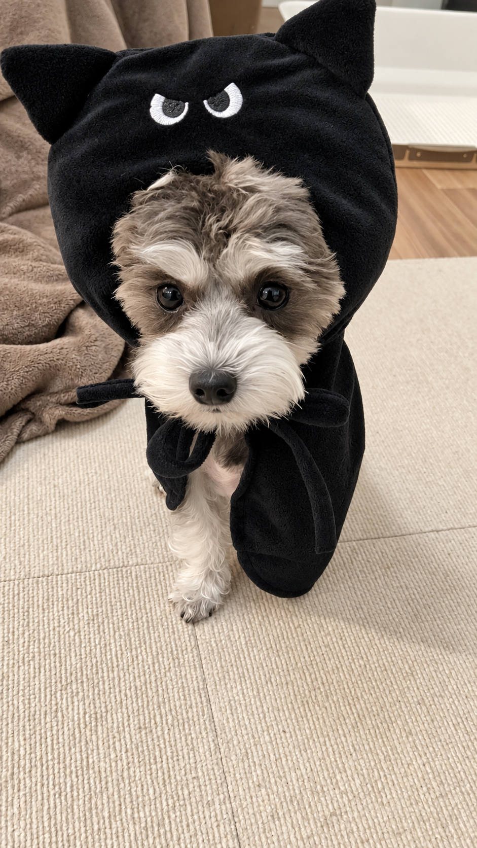 マルシュナ🐶アルシュ♂