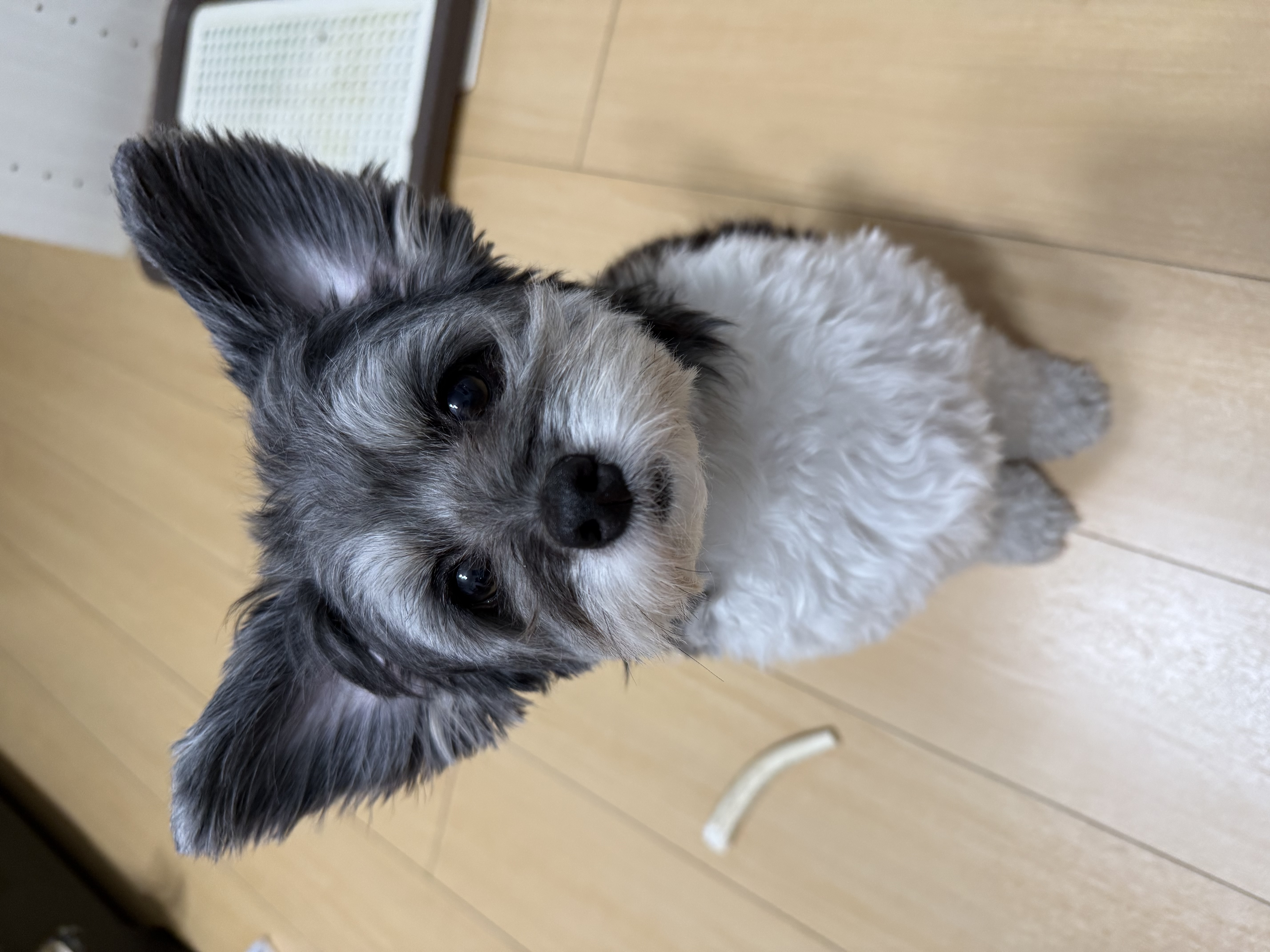 さや
