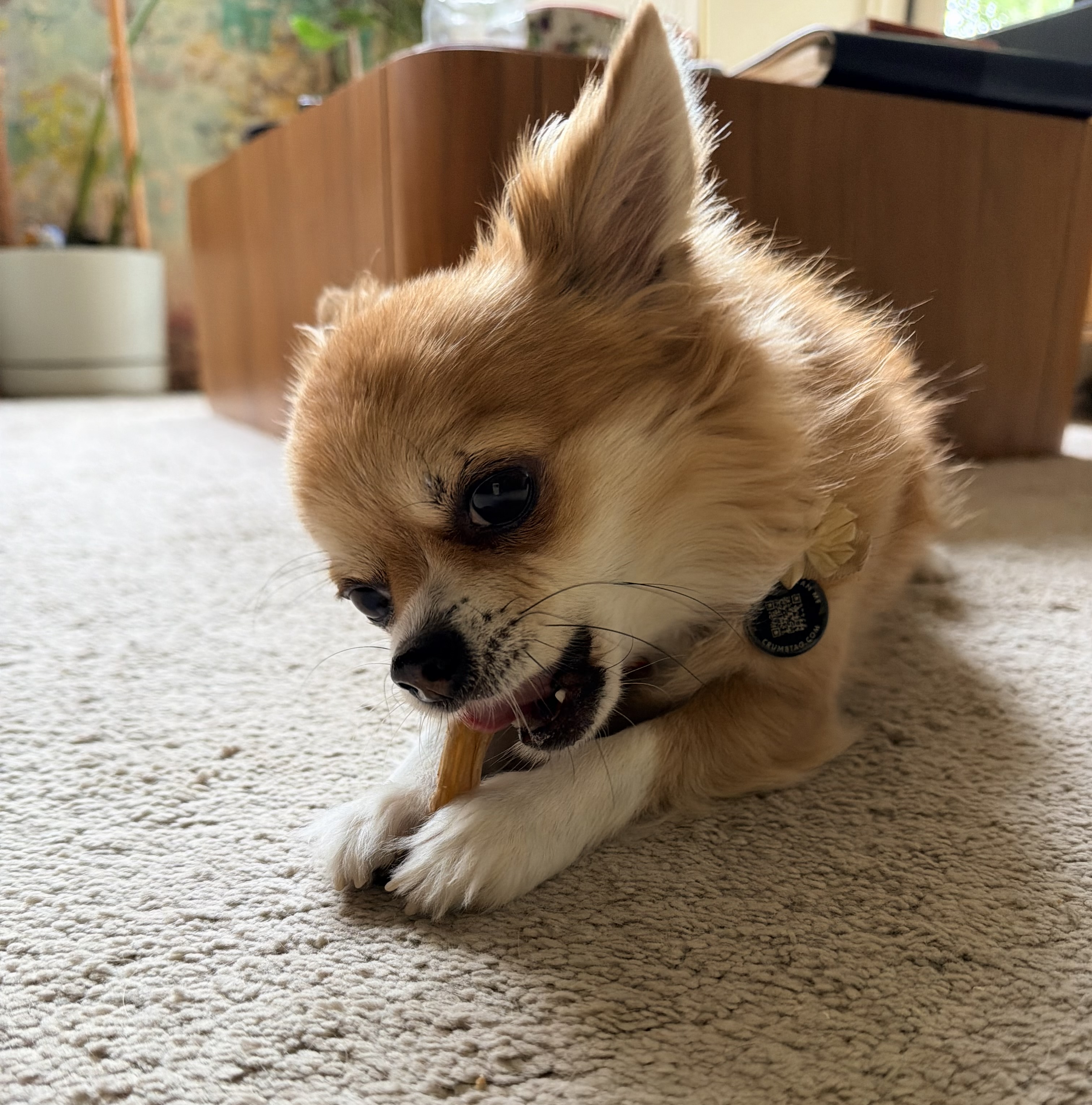 Odieちゃんだいすき