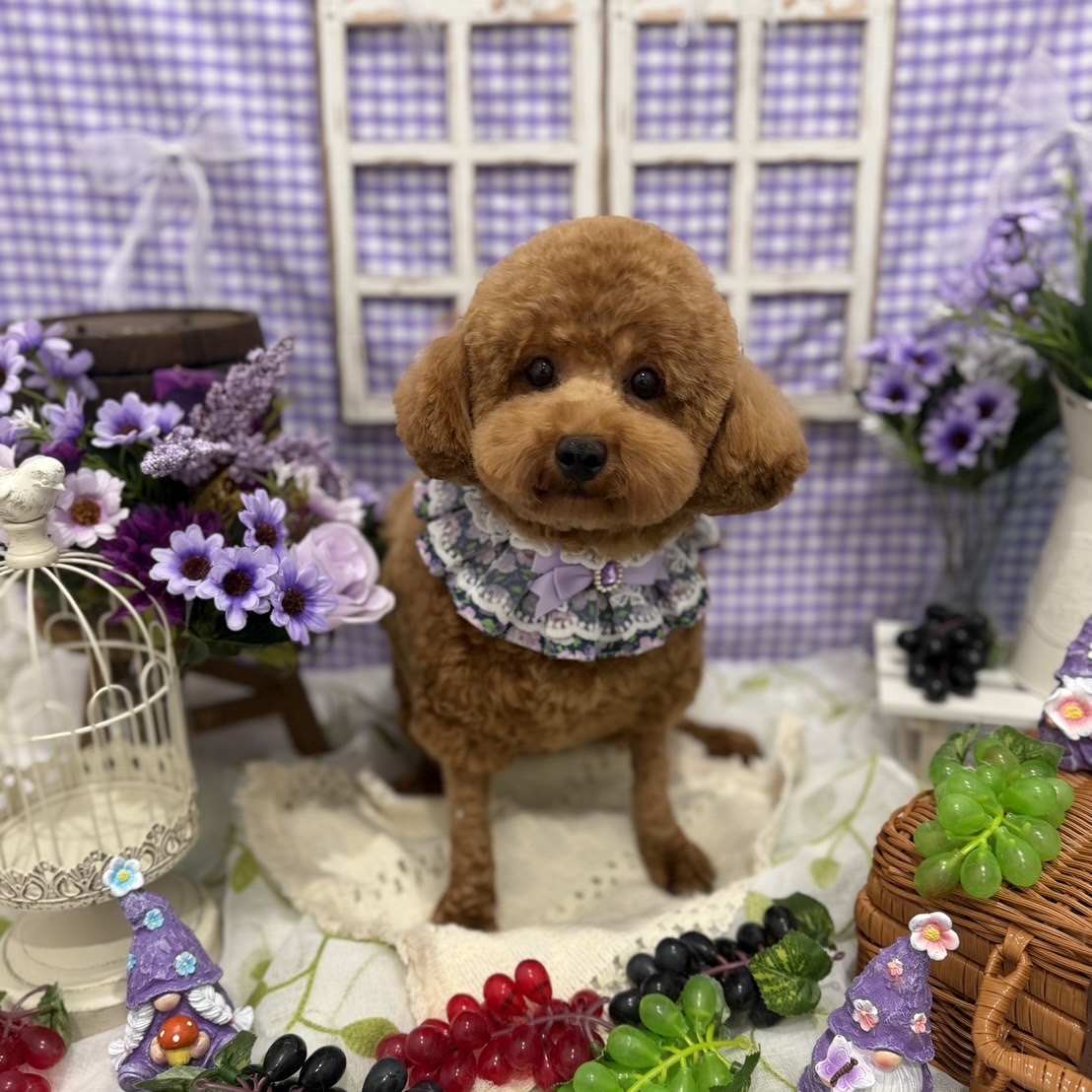 ダンボかわいい
