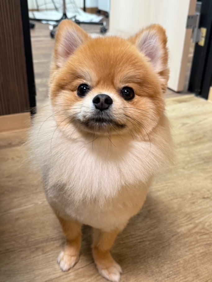 まゆげのこはく