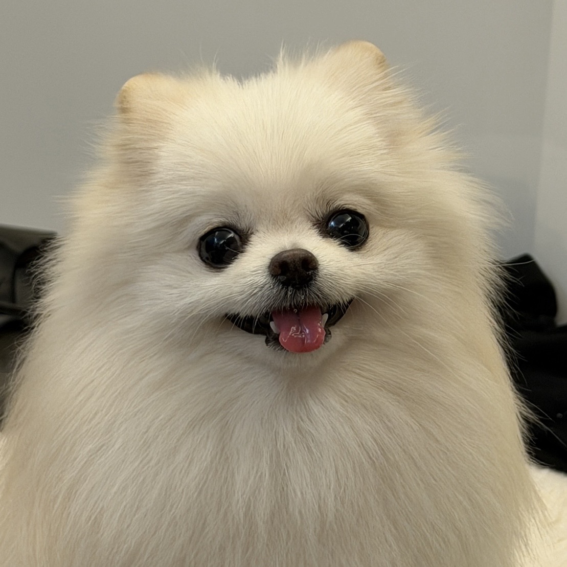 ポメラニアンのえま🐶🍼‎🤍