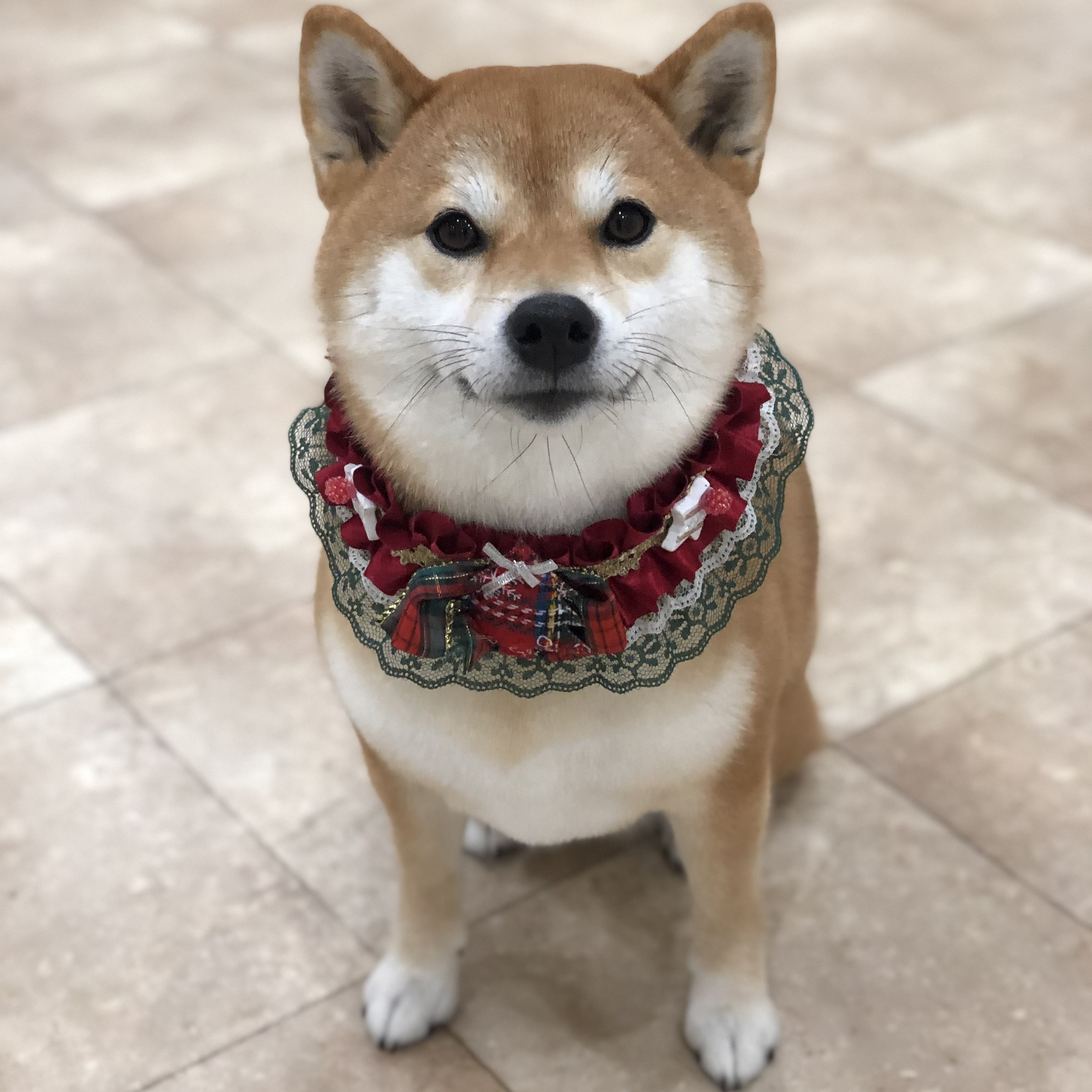 柴犬あさひです
