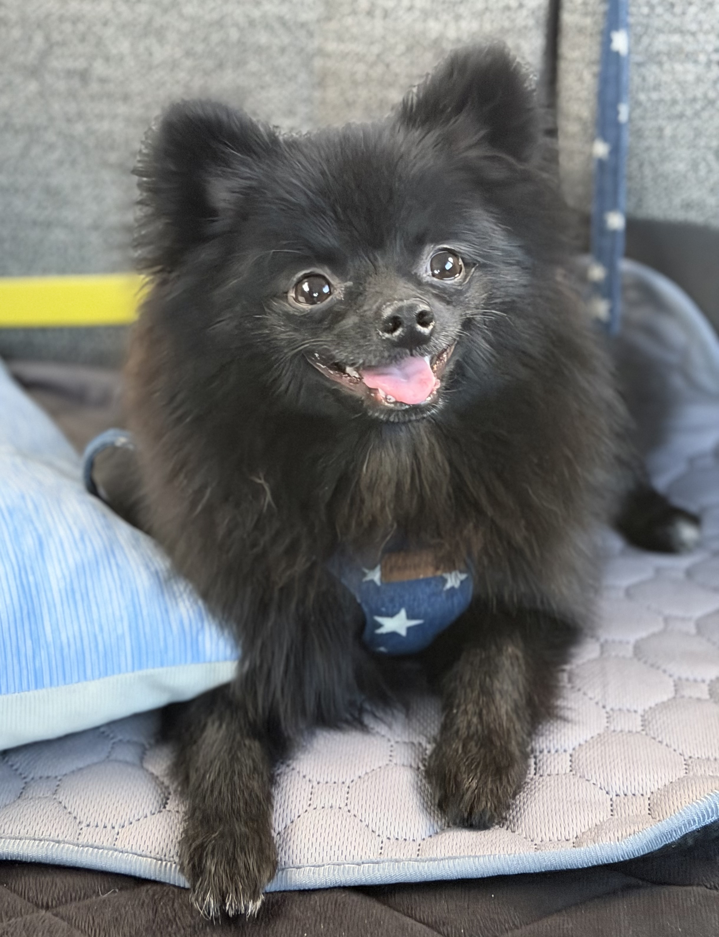 ポメ吉