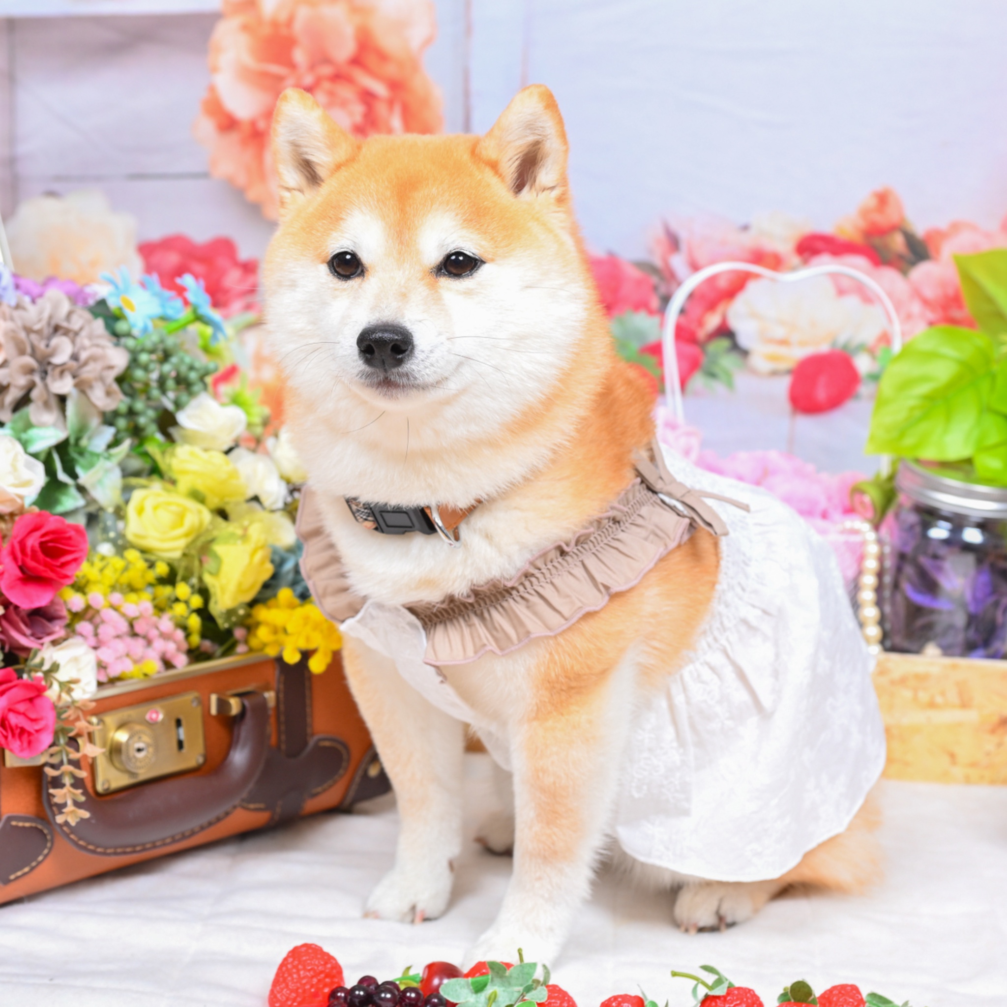 豆柴ことり