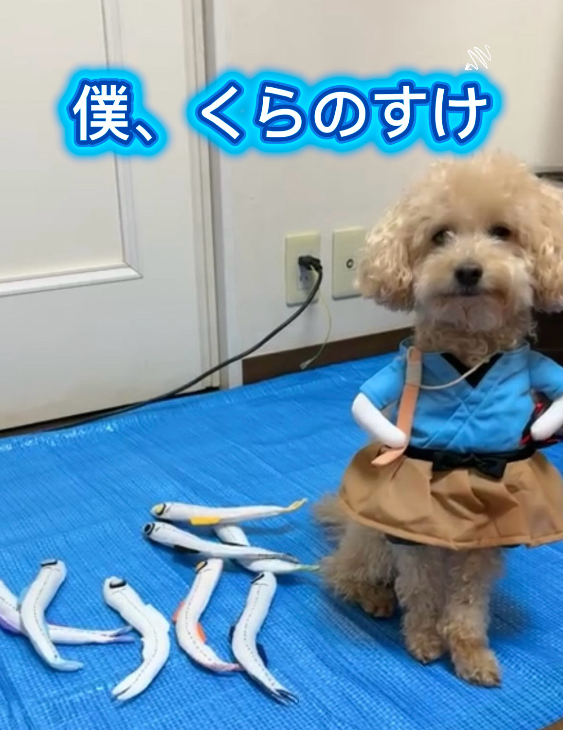 朝のたくみんとお家の内蔵助🐶💖👩