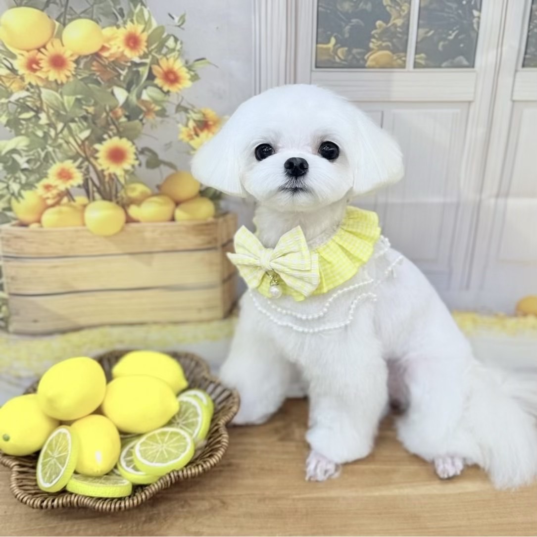 ましゅなのよ