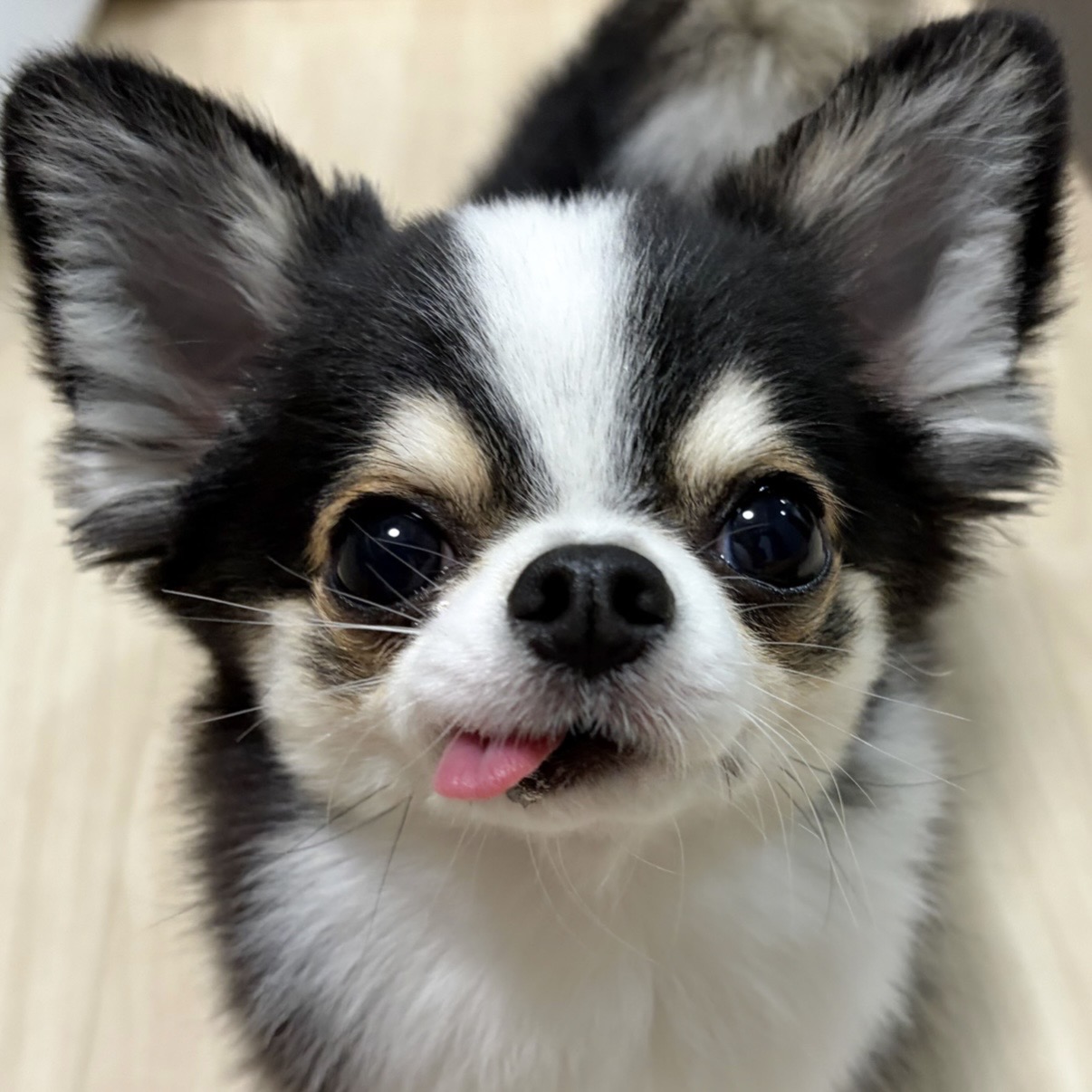 もちょちょ