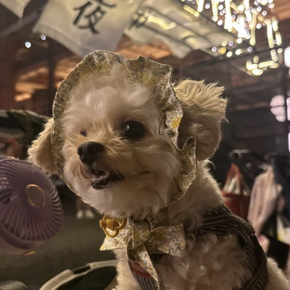 ちわぷーこちゃん