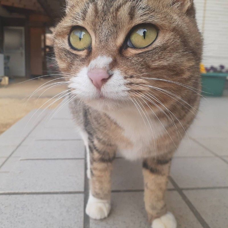 さやか