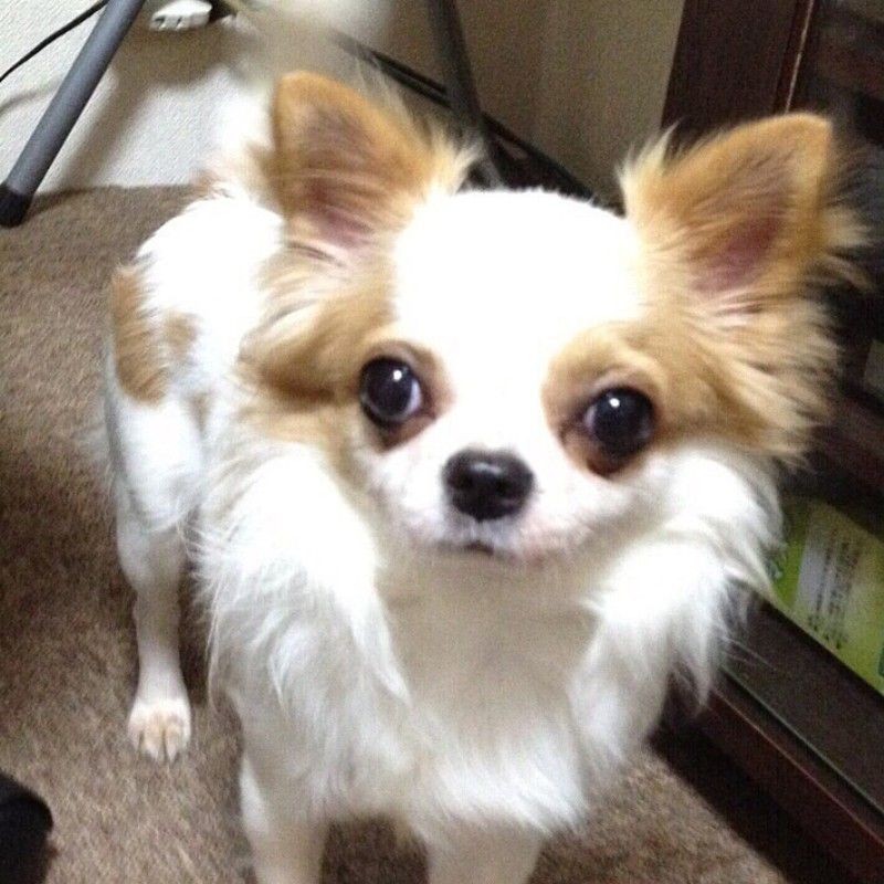 このたん