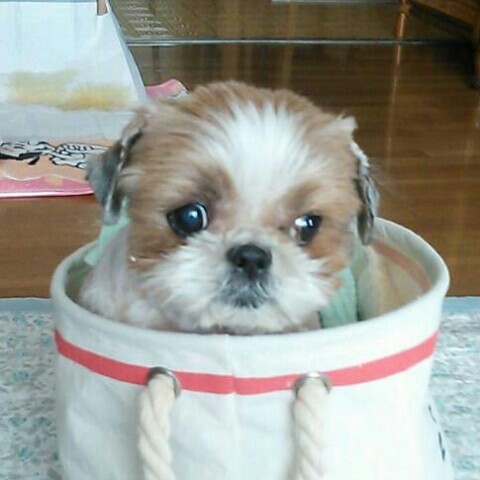 🐶さんたろう