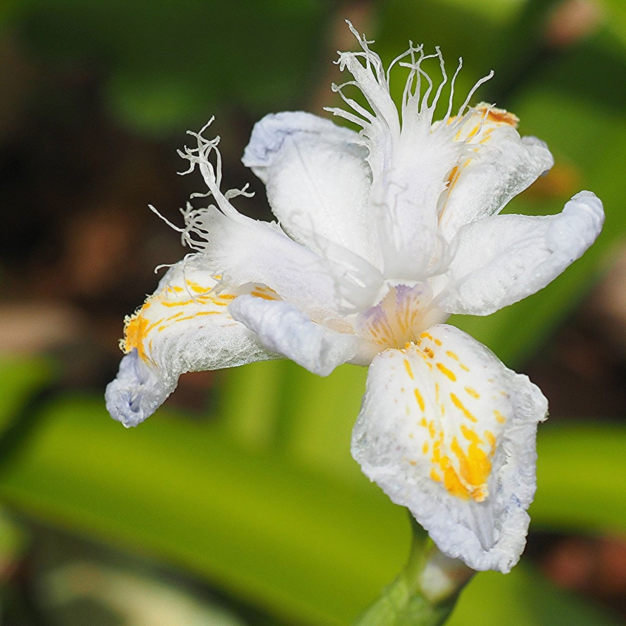 コーヒー好きの天使