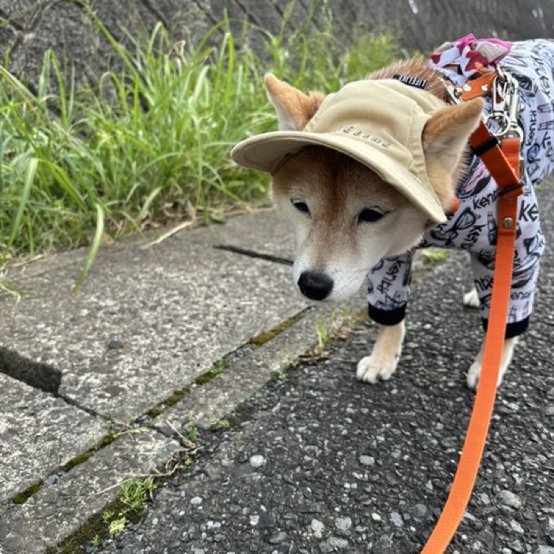 komugi