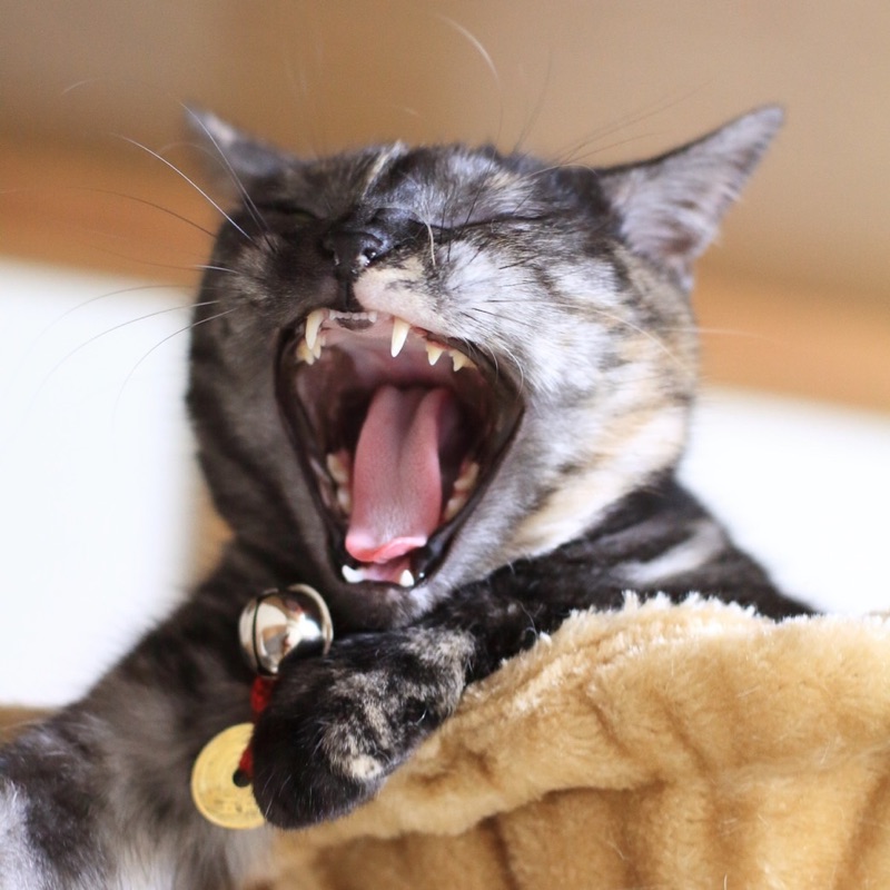 黒猫のひーくん