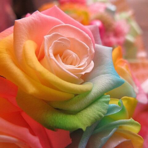 ケロケロ ⋆⸜🌷⸝⋆
