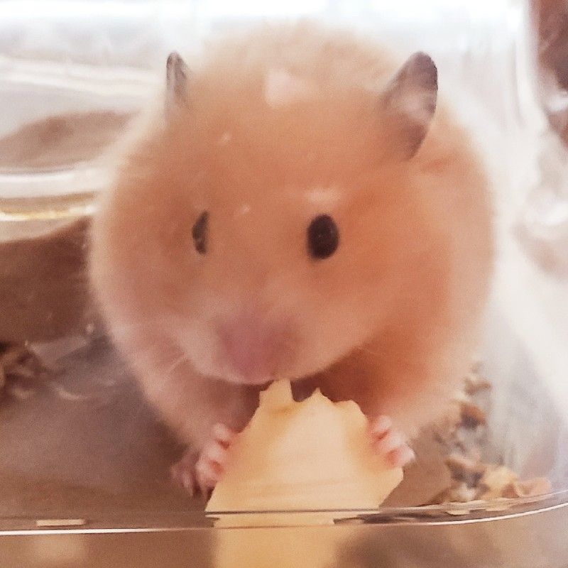 よこちん