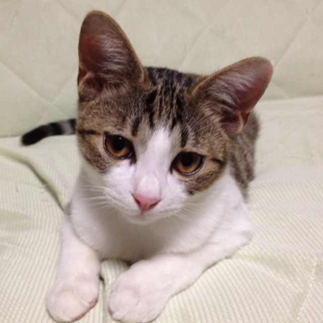 ゆきぼう