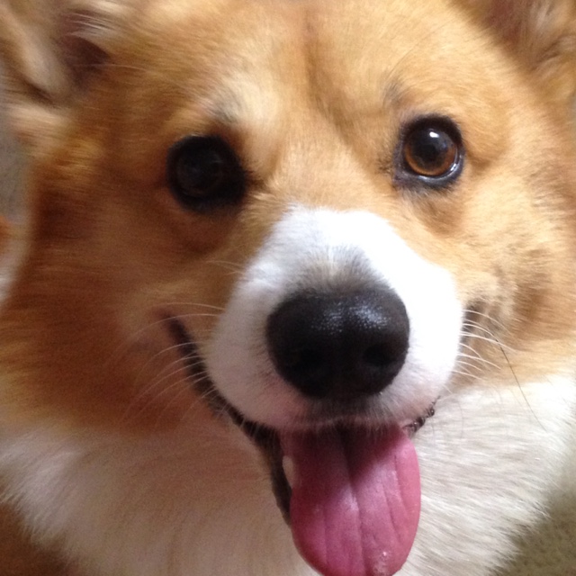 🐕コーギー🤘