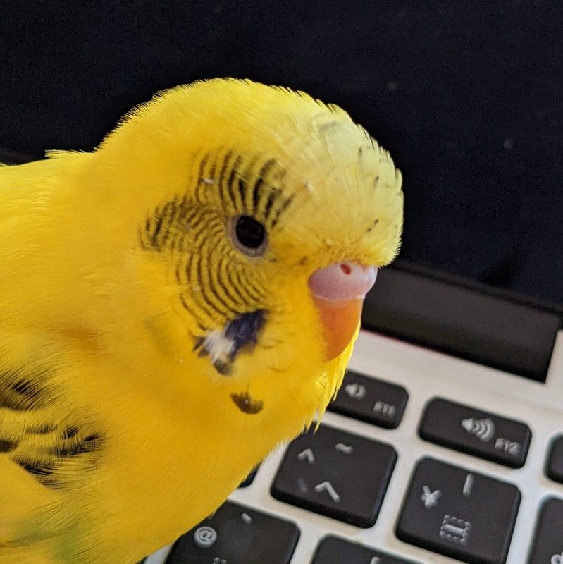 みさこ