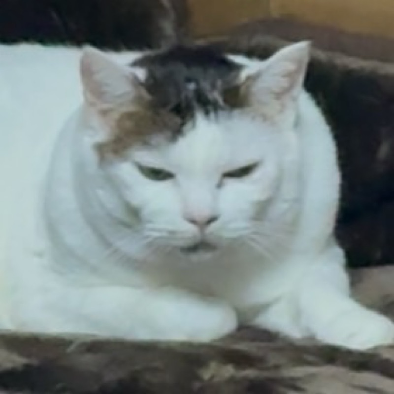 かのん