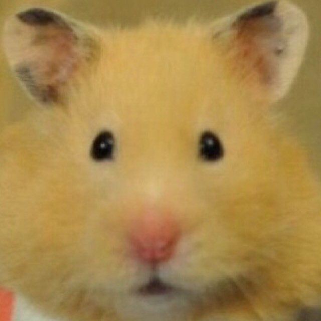 もぐさ