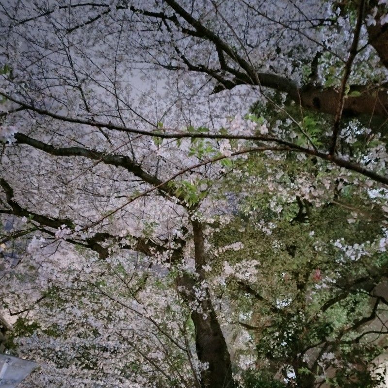 グレイトブリチャン