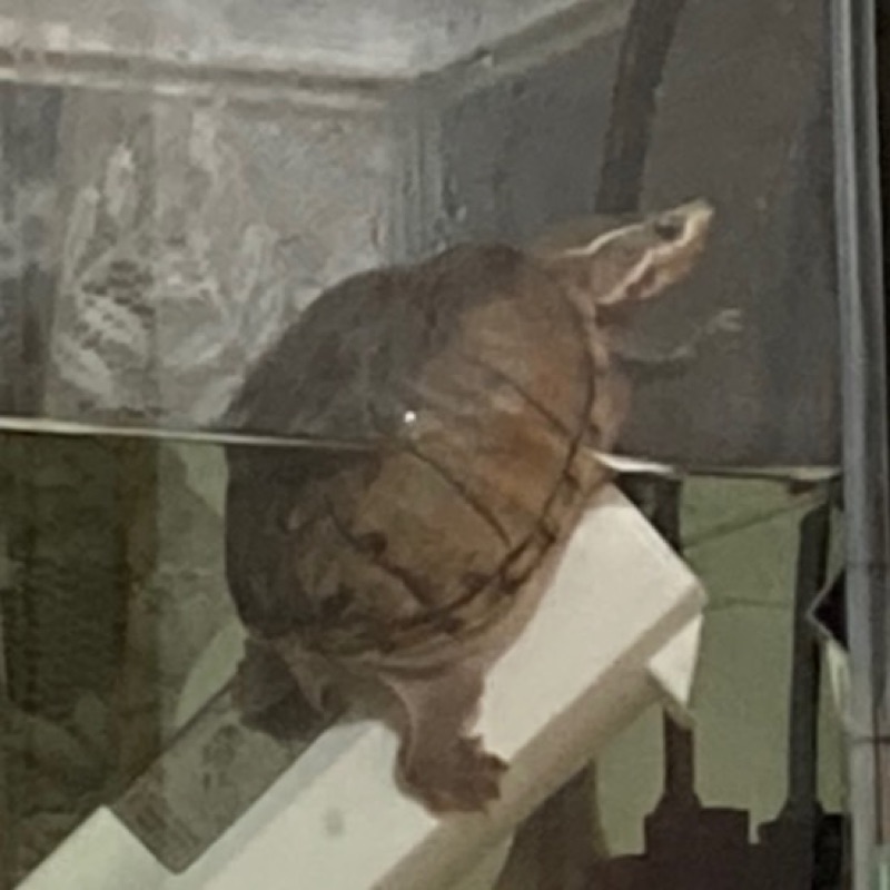 稜大