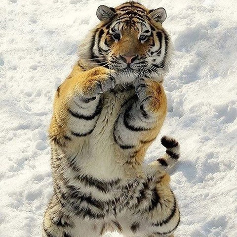 趣味人。