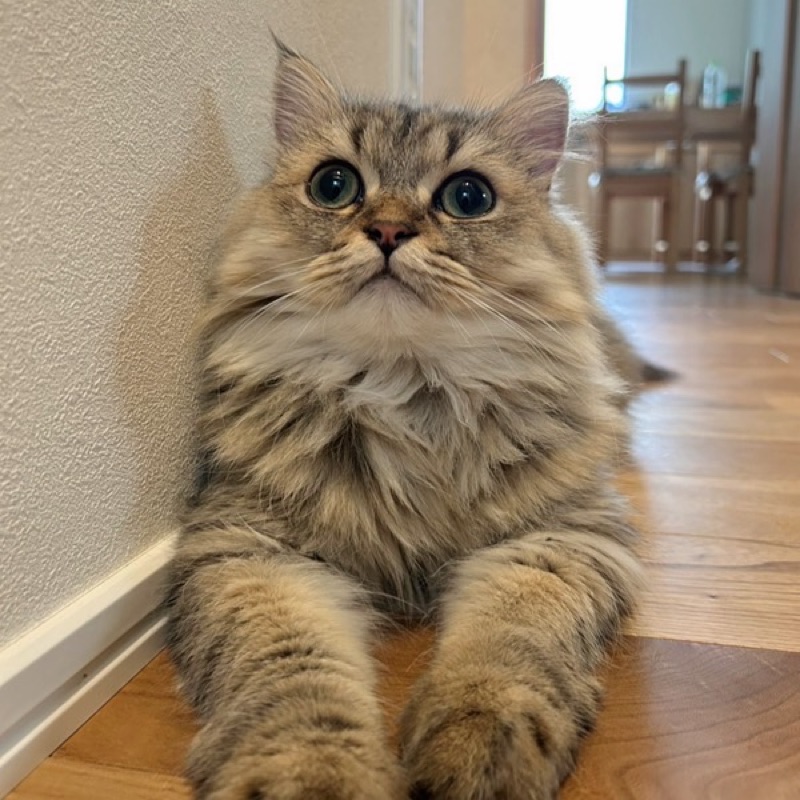 るかなぎ🐈🐈#3